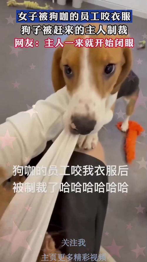 被狗咬后打伤女主人,让发货找车找物流更简单_123随叫随到