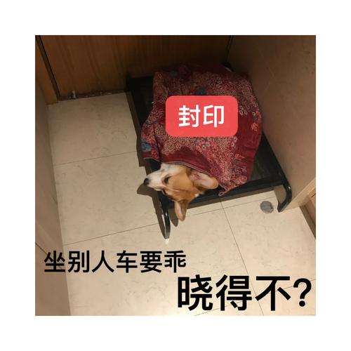 花3200为爱犬办婚礼,物流专线直达_123随叫随到