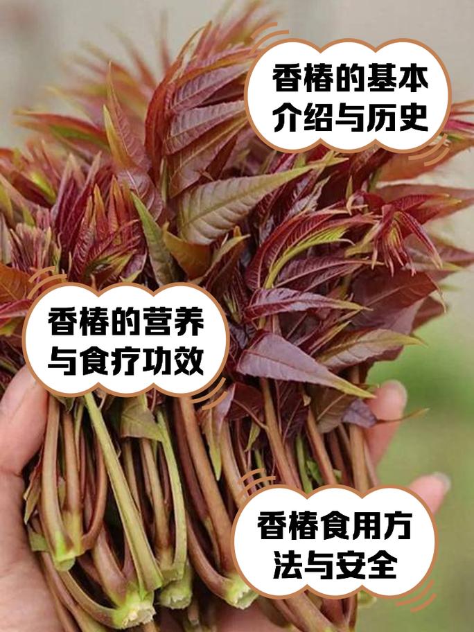 香椿价格超牛肉3倍,专业的一站式物流信息网_123随叫随到